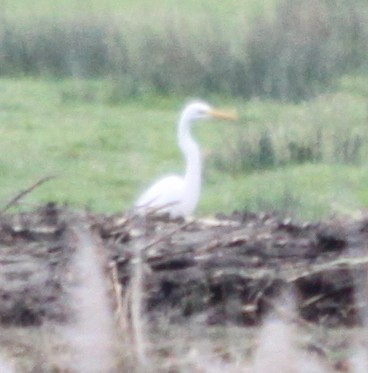 Great Egret - ML645658330