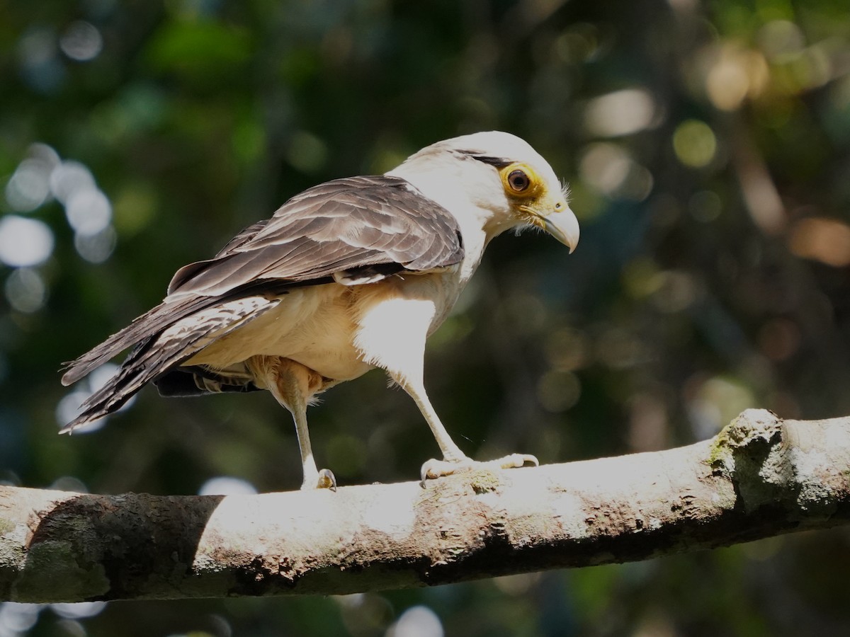 Yellow-headed Caracara - ML645658331