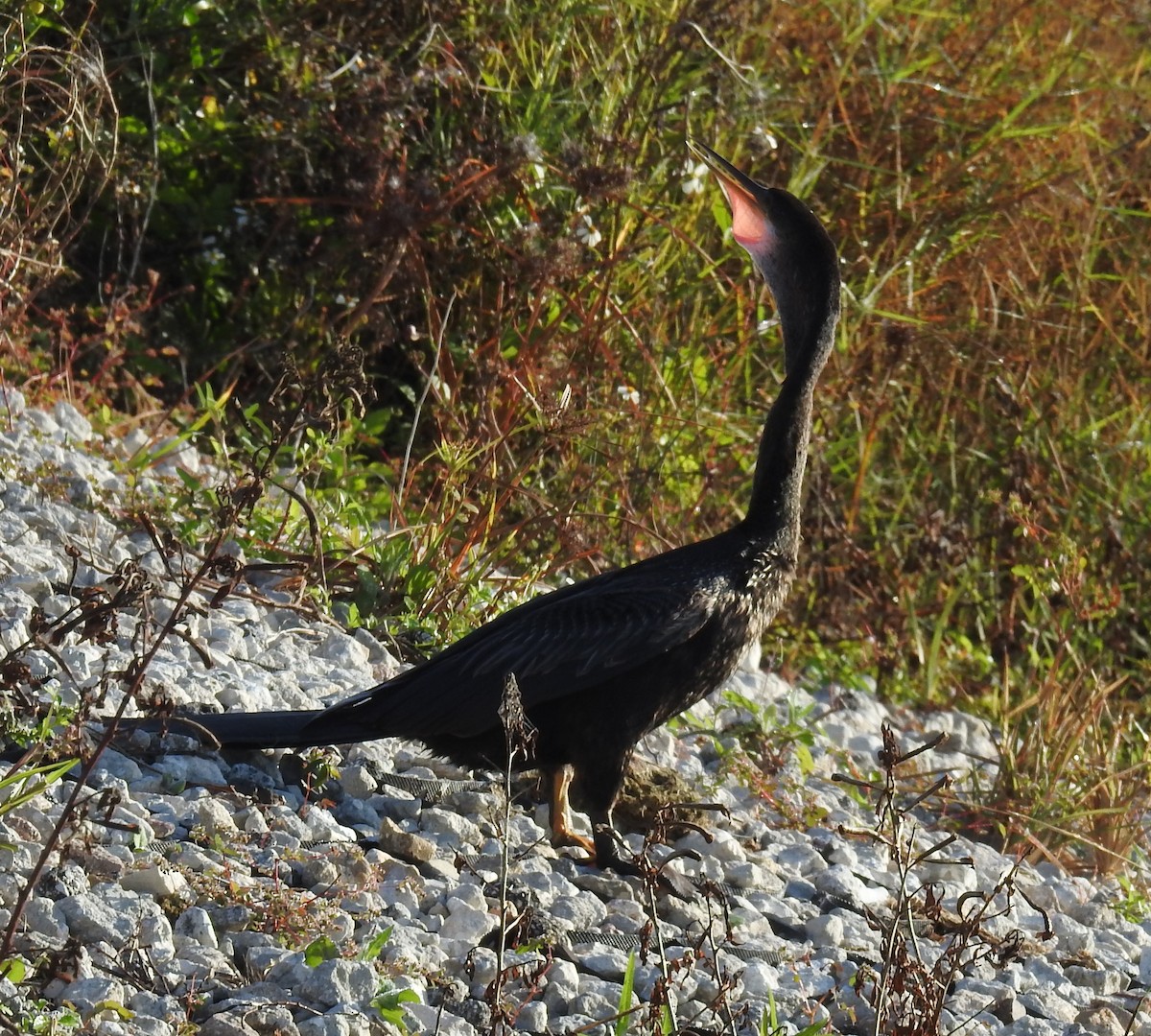 Anhinga - ML645658332