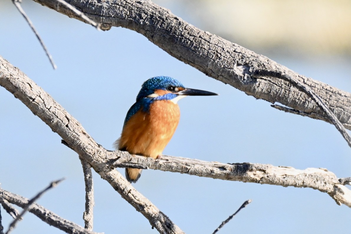 Common Kingfisher - ML645658335