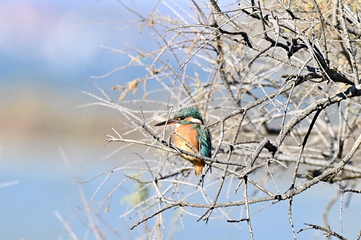 Common Kingfisher - ML645658336