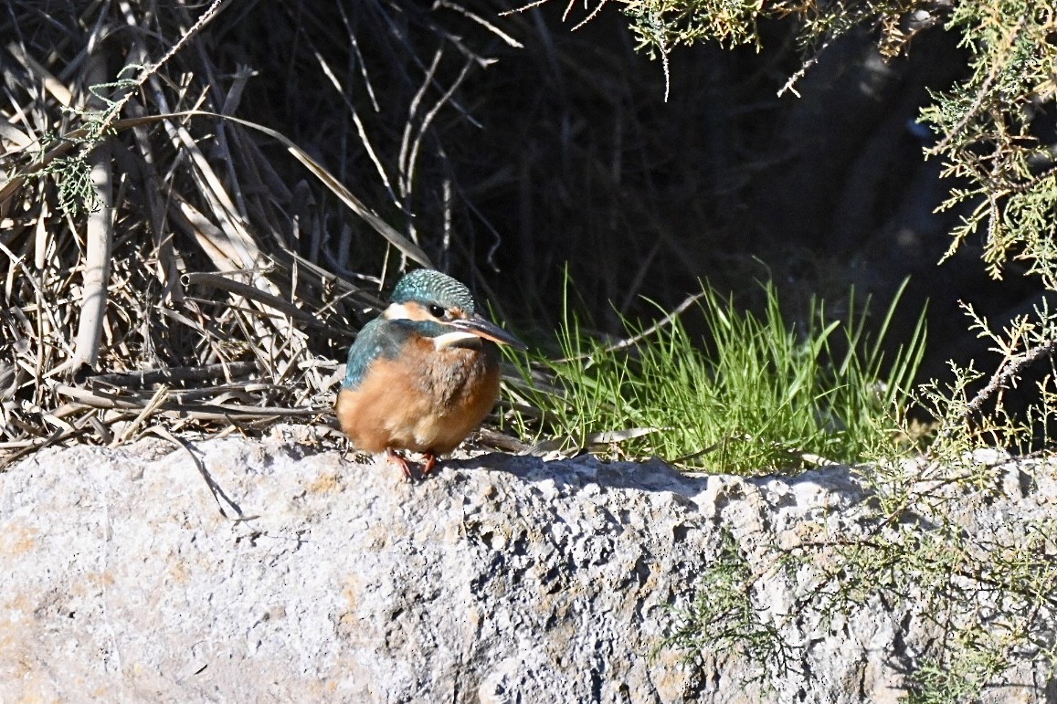 Common Kingfisher - ML645658337