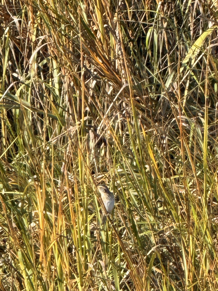 Saltmarsh Sparrow - ML645658338