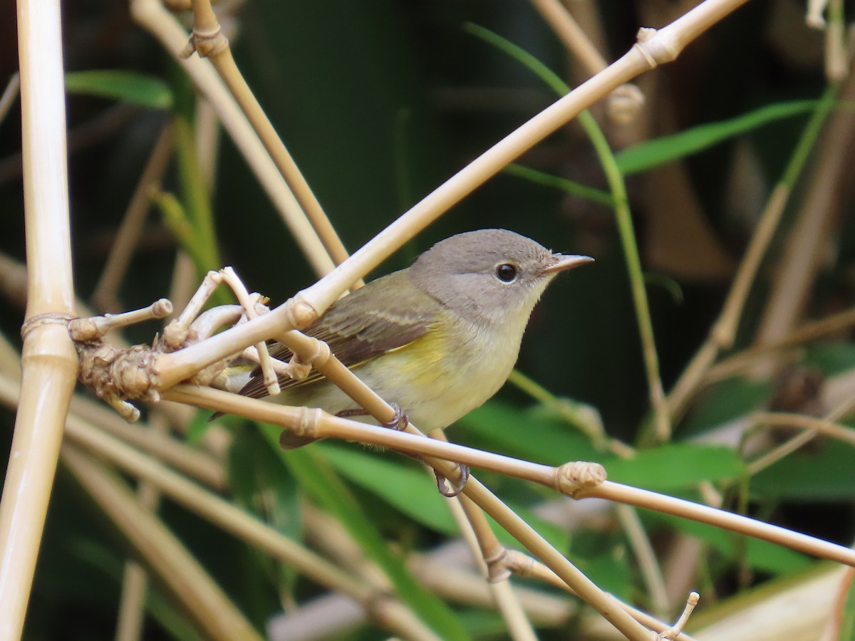 American Redstart - ML645658341