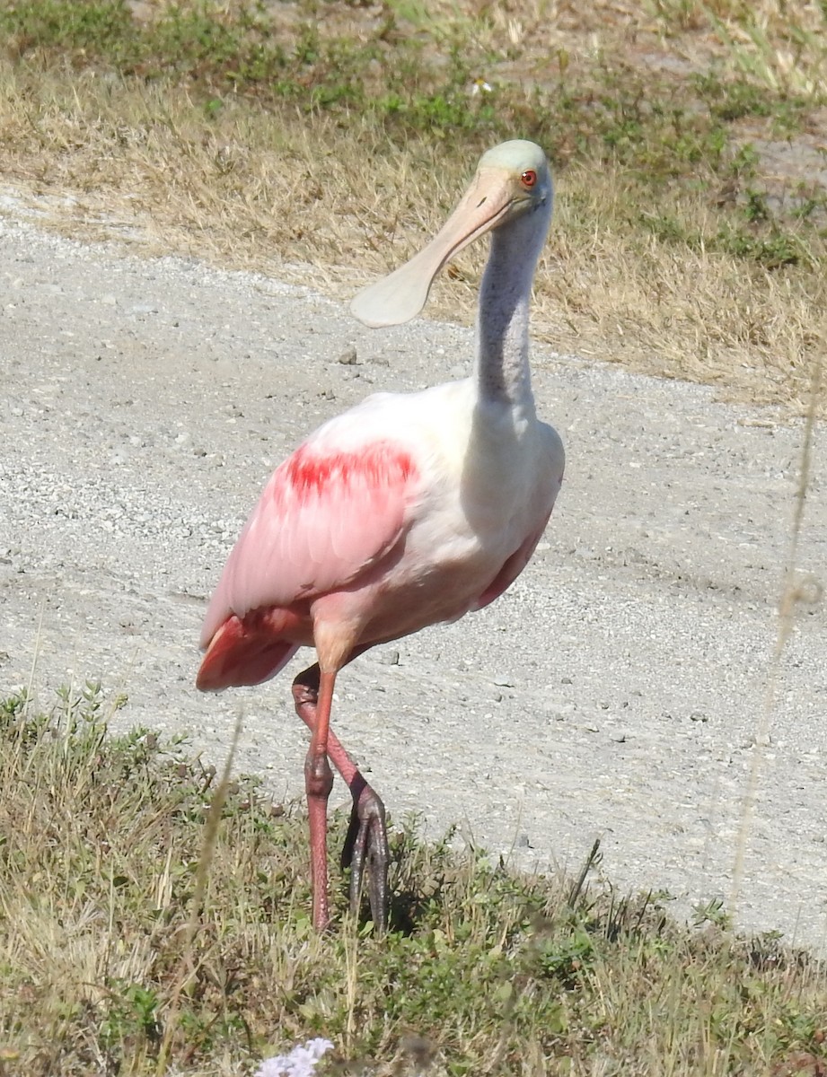 Roseate Spoonbill - ML645658343