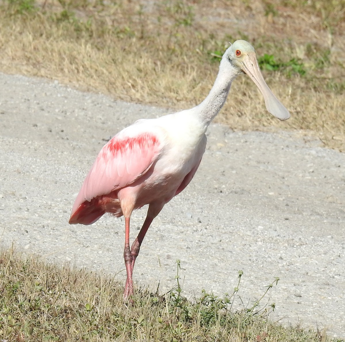 Roseate Spoonbill - ML645658344