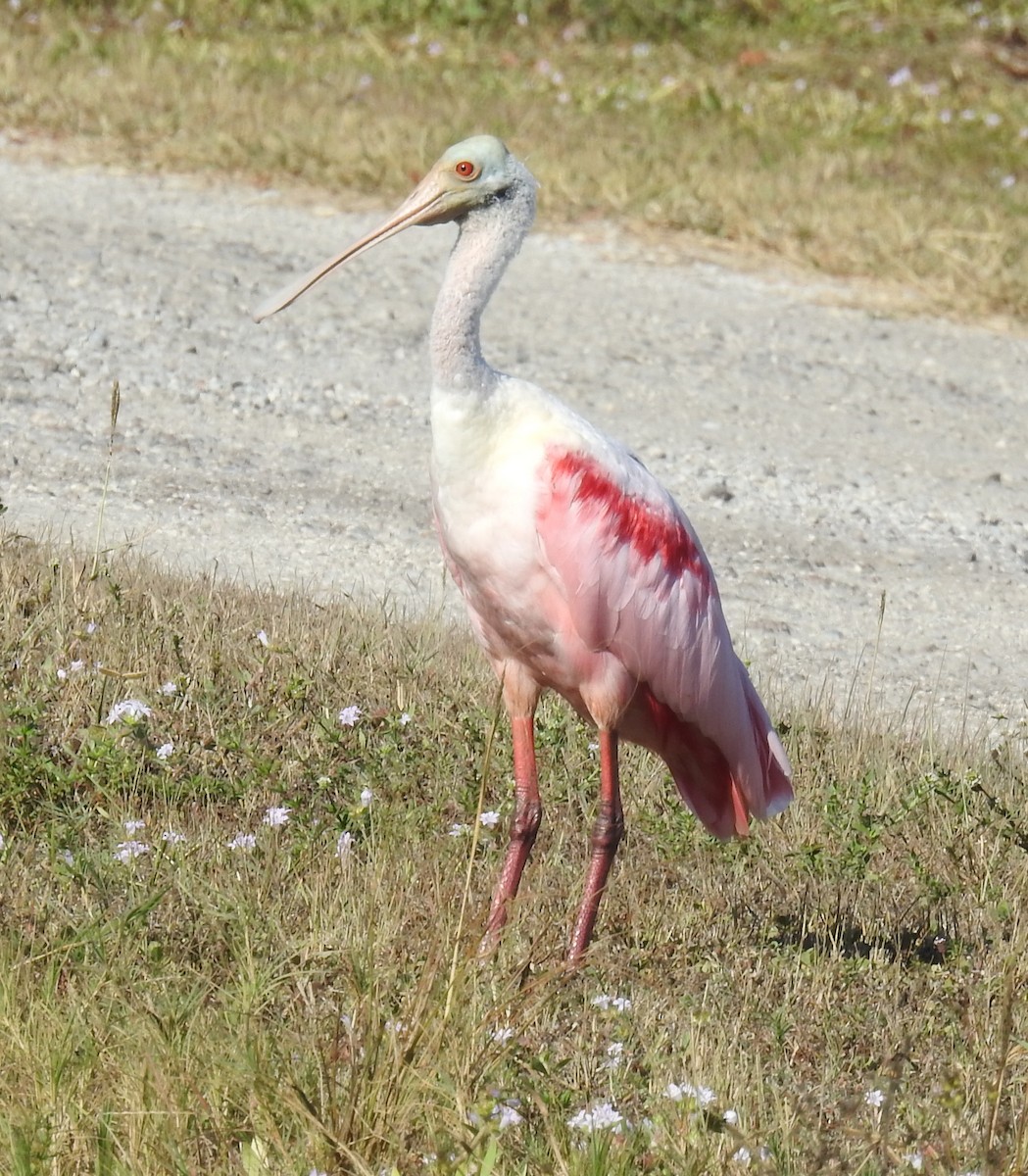 Roseate Spoonbill - ML645658345
