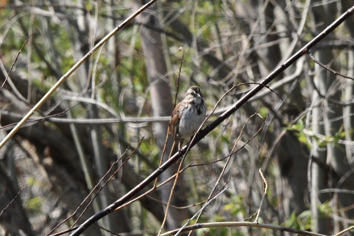 Song Sparrow - ML645658347