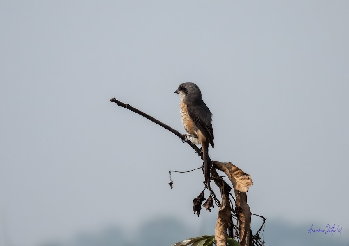 Pie-grièche brune (lucionensis) - ML645658351