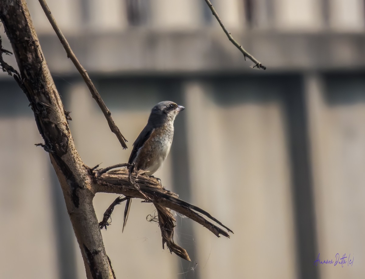 Pie-grièche brune (lucionensis) - ML645658352