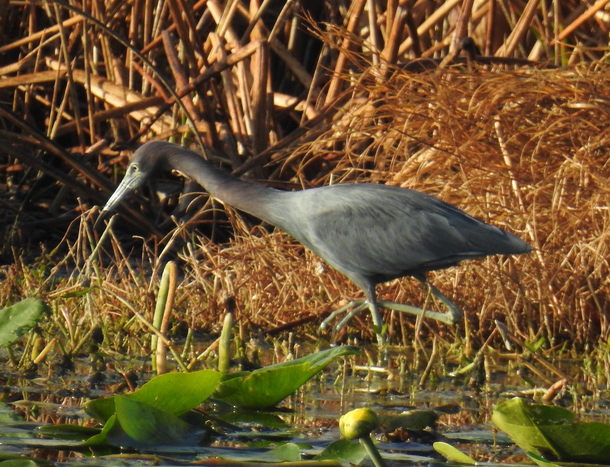 Little Blue Heron - ML645658365