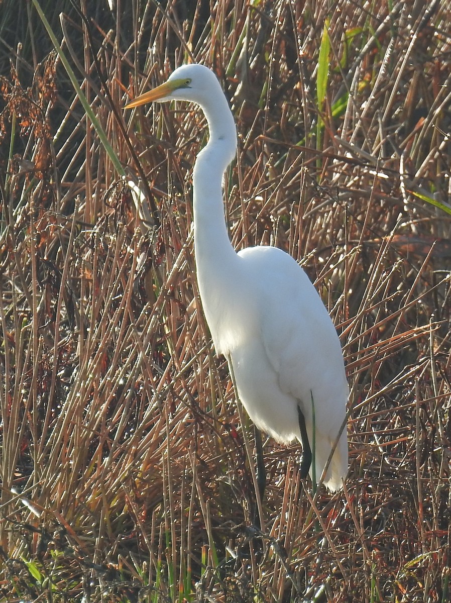 Great Egret - ML645658373