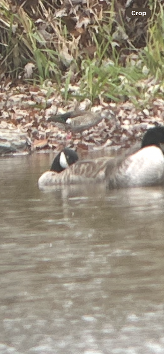 Pato Acollarado - ML645658378