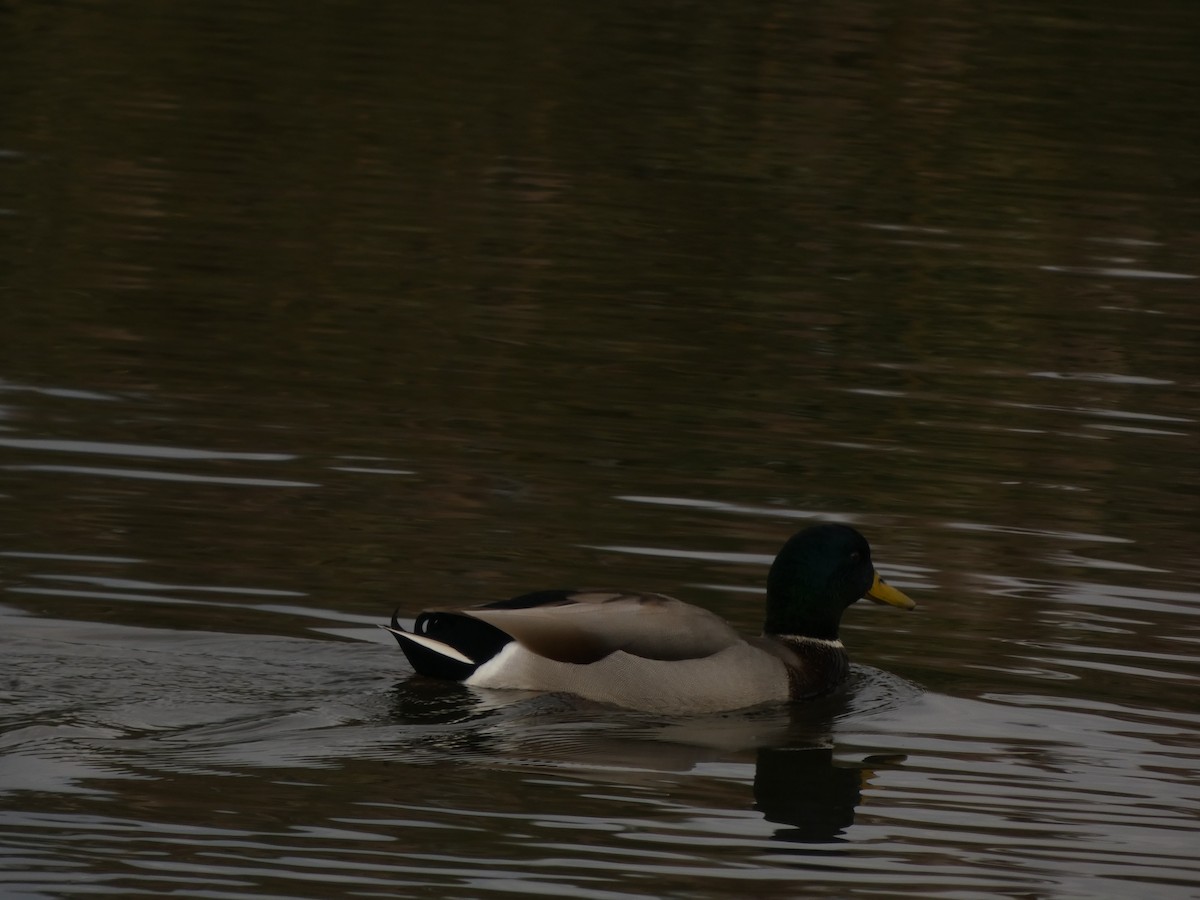 Mallard - ML645658379