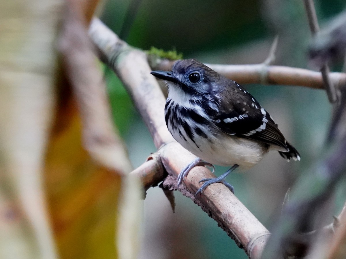 Benek Sırtlı Karıncakuşu - ML645658394