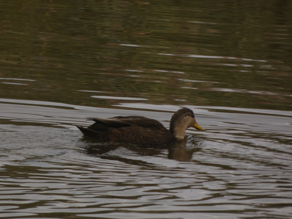American Black Duck - ML645658395