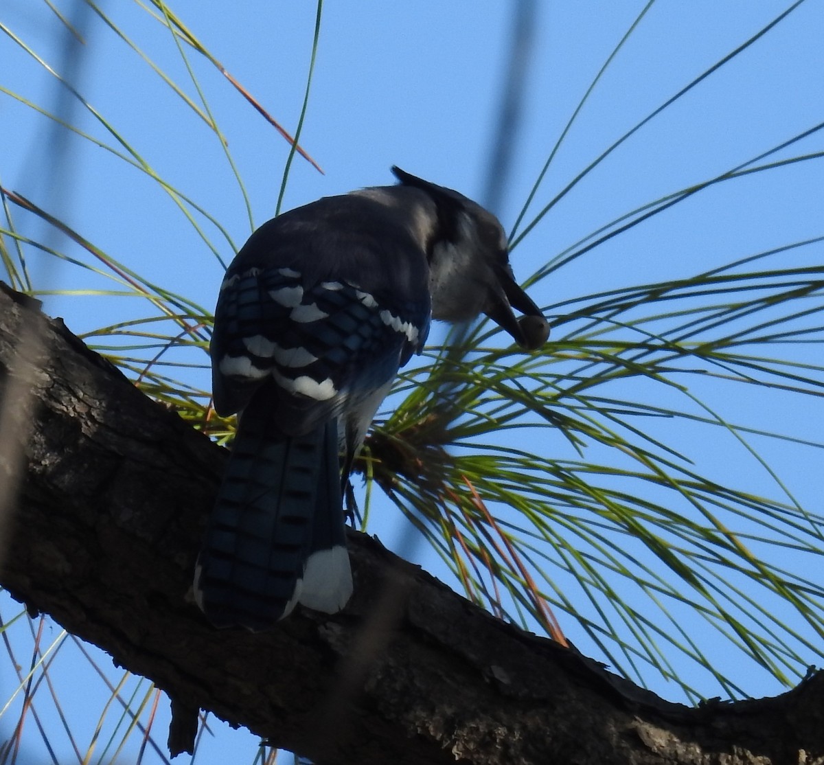 Blue Jay - ML645658396