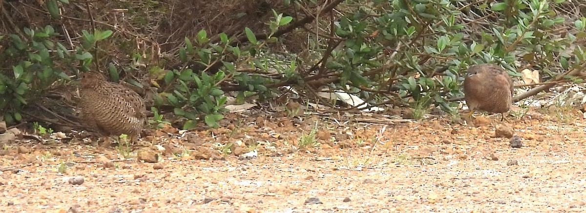 Brown Quail - ML645658400