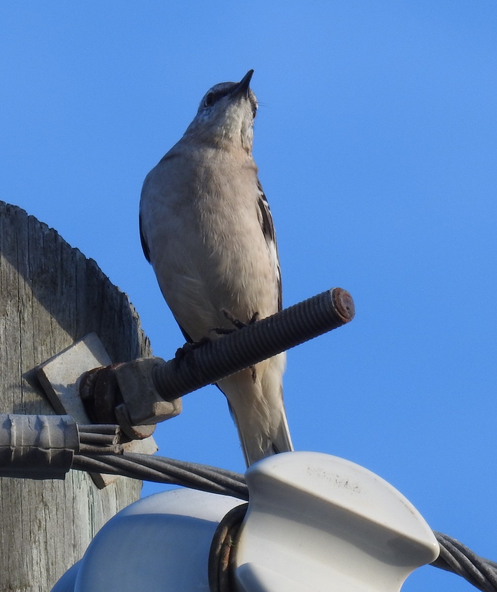 Northern Mockingbird - ML645658405