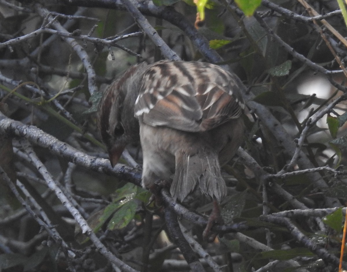 White-crowned Sparrow - ML645658416