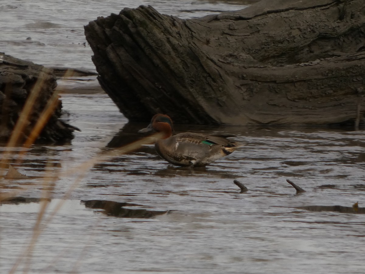 Green-winged Teal - ML645658418