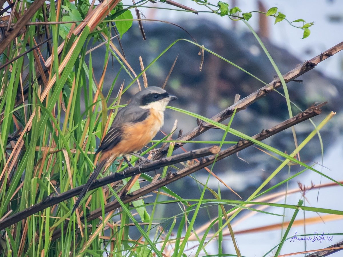 Gray-backed Shrike - ML645658419