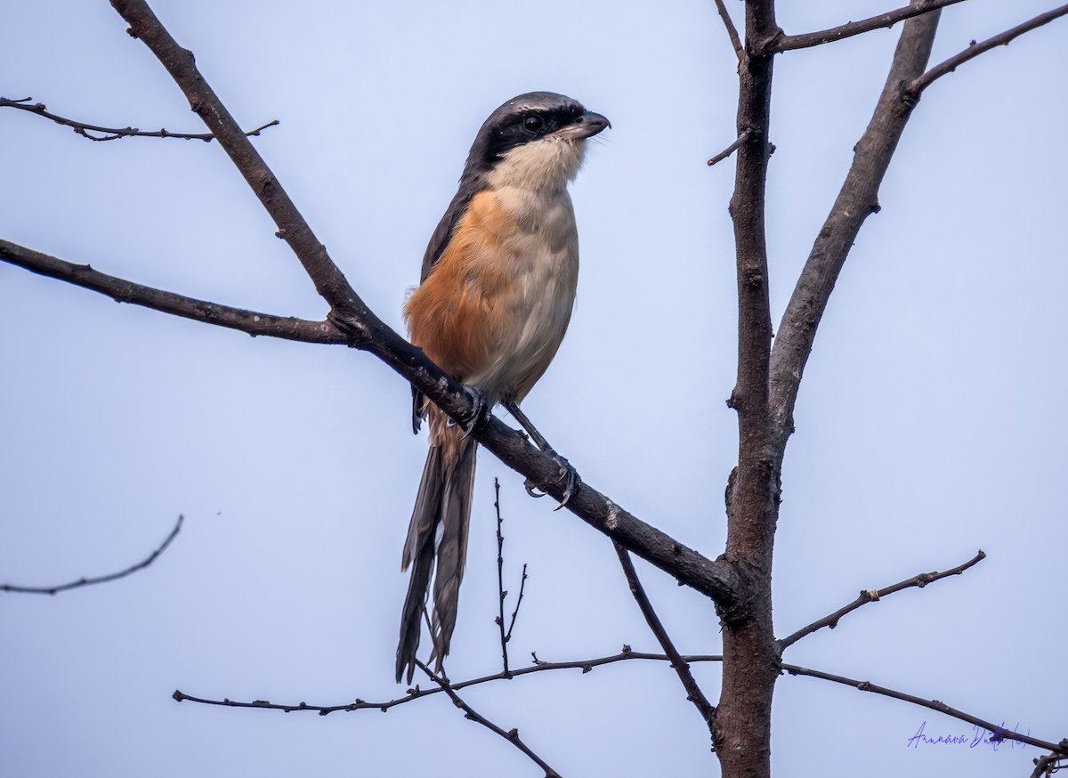 Gray-backed Shrike - ML645658420