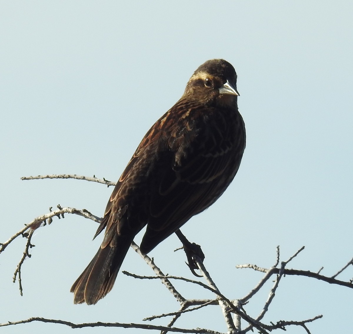 Red-winged Blackbird - ML645658422