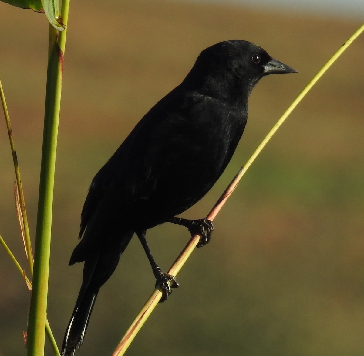Red-winged Blackbird - ML645658423