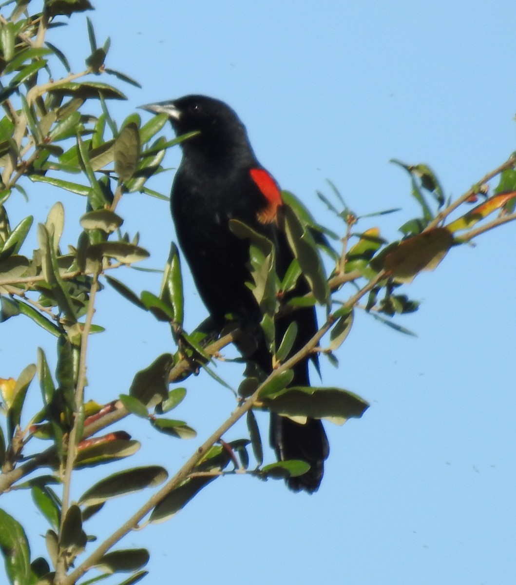 Red-winged Blackbird - ML645658424