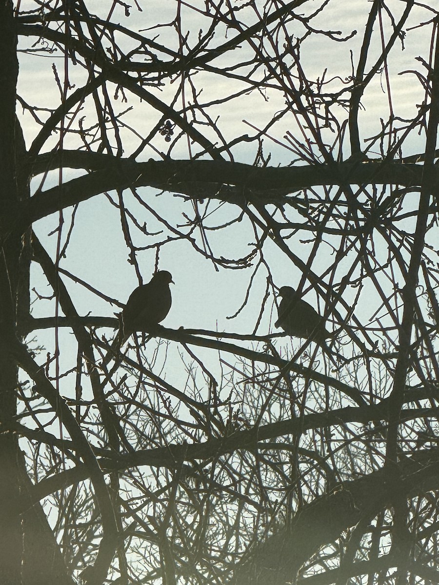 Mourning Dove - ML645658426