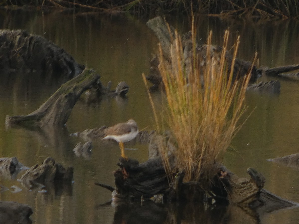 Greater Yellowlegs - ML645658428