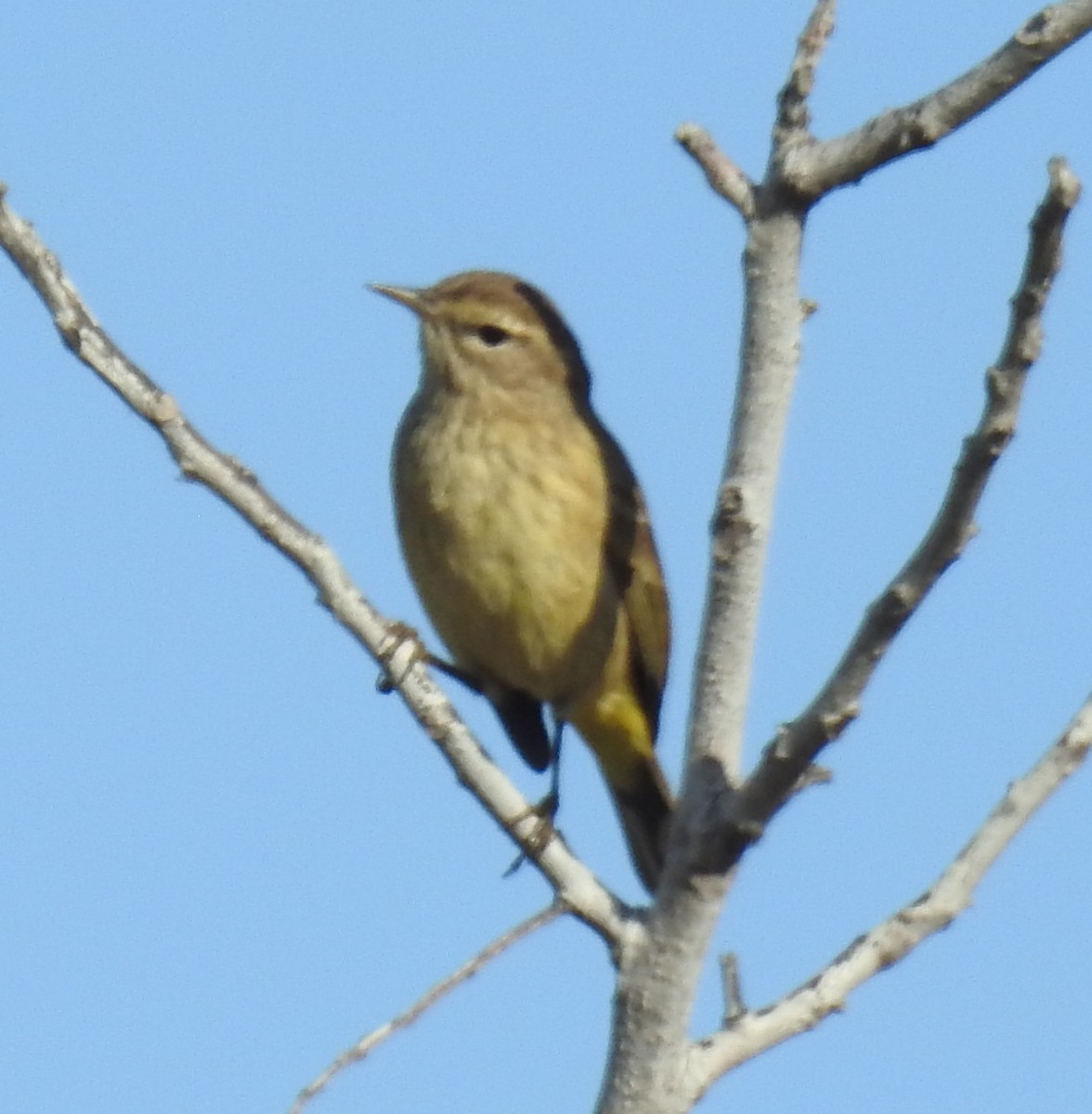 Palm Warbler - ML645658431