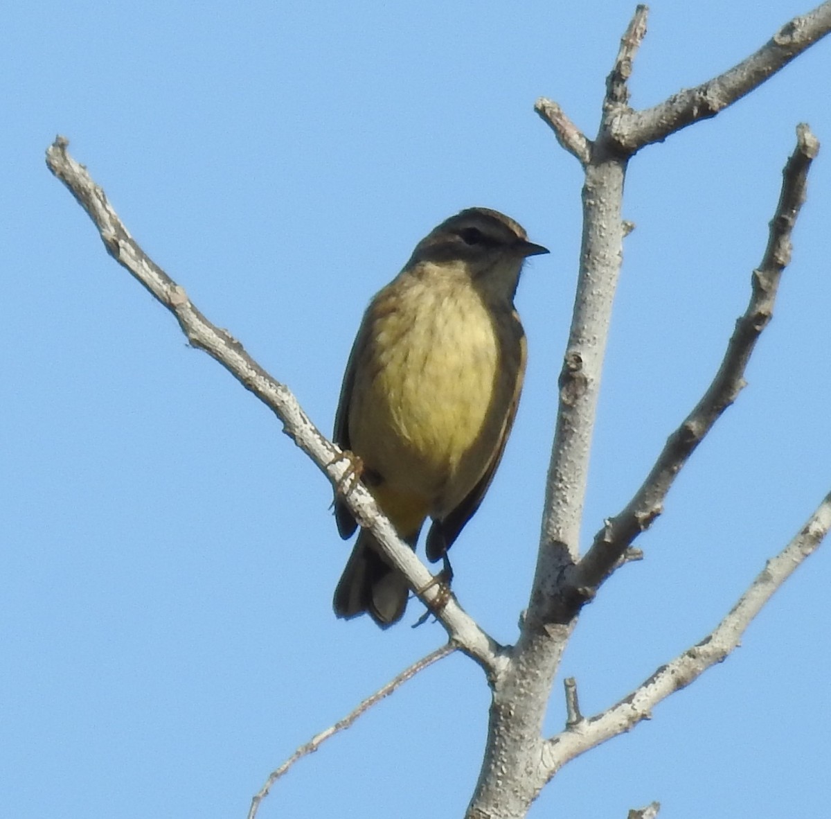 Palm Warbler - ML645658432