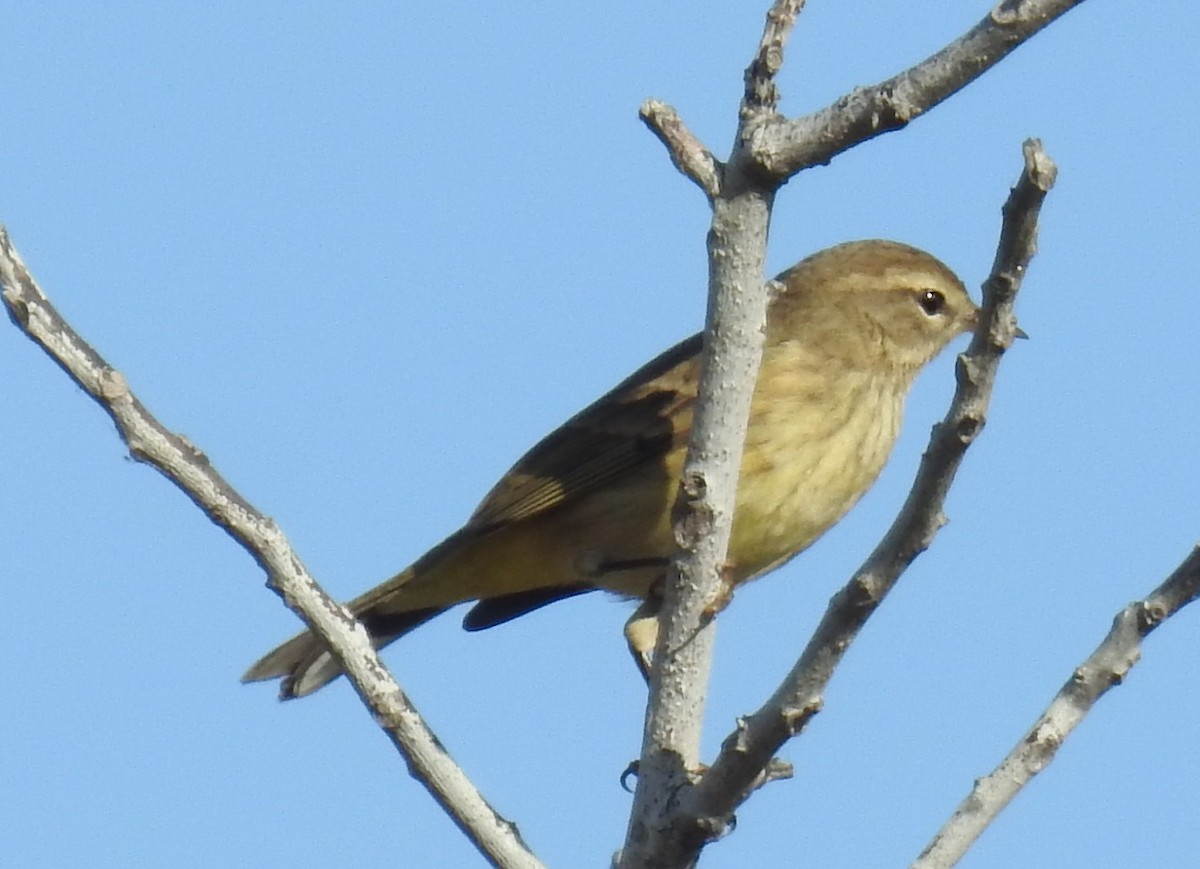 Palm Warbler - ML645658433