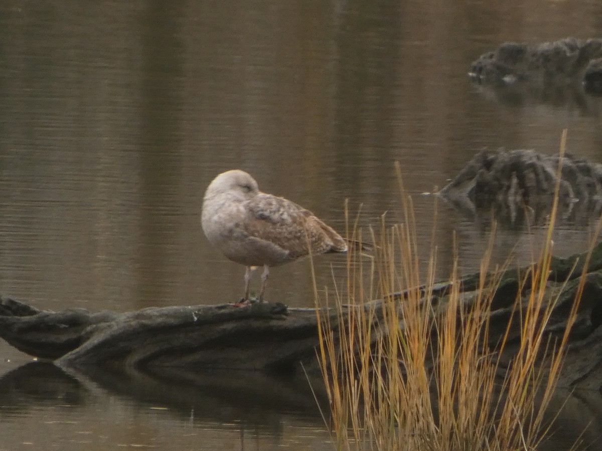 American Herring Gull - ML645658441