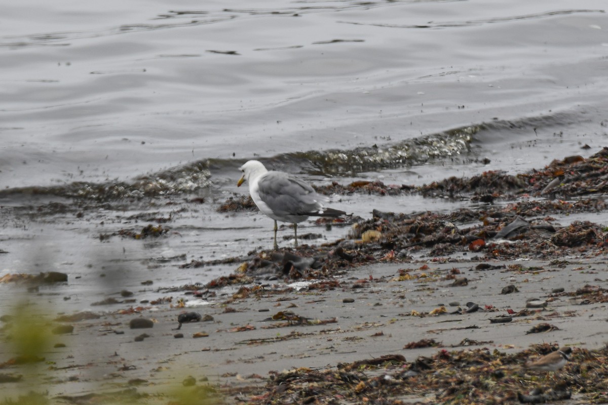 California Gull - ML645658442