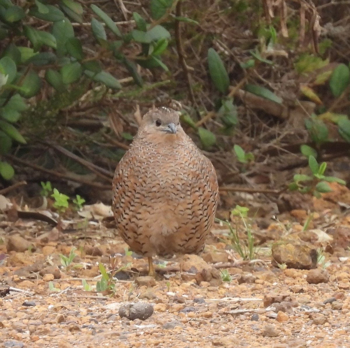 Brown Quail - ML645658443