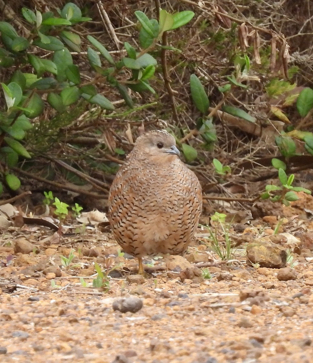 Brown Quail - ML645658445