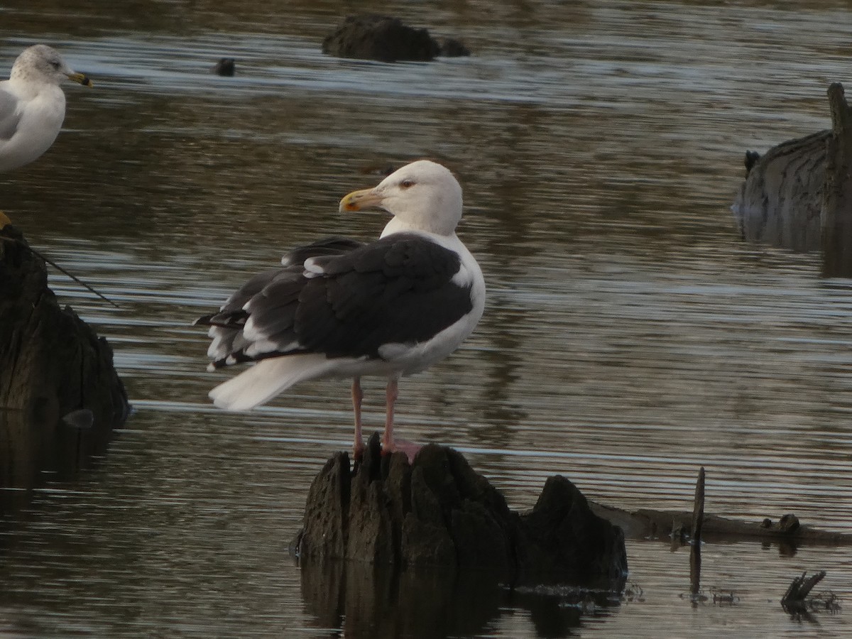 Great Black-backed Gull - ML645658446