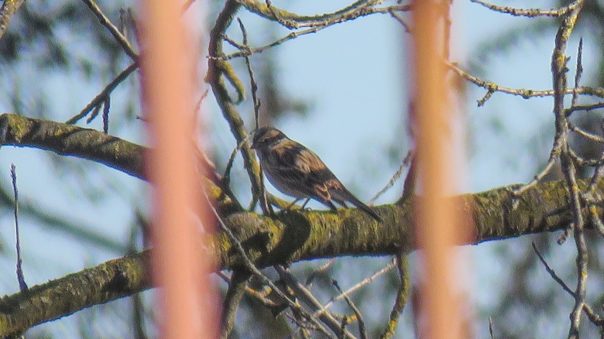 Pine Bunting - ML645658447