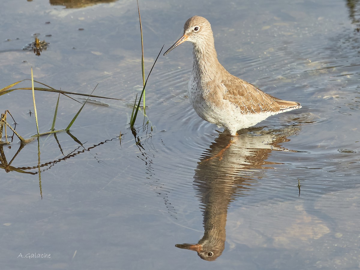 Pettegola - ML645658449