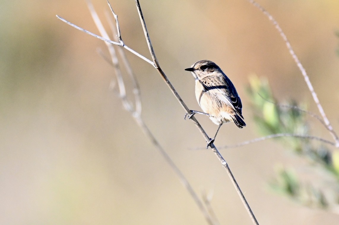 European Stonechat - ML645658451