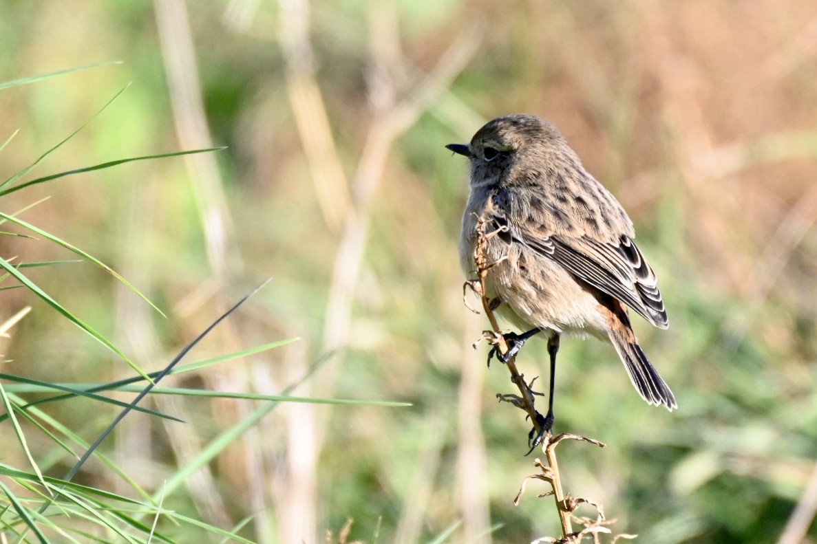 European Stonechat - ML645658452