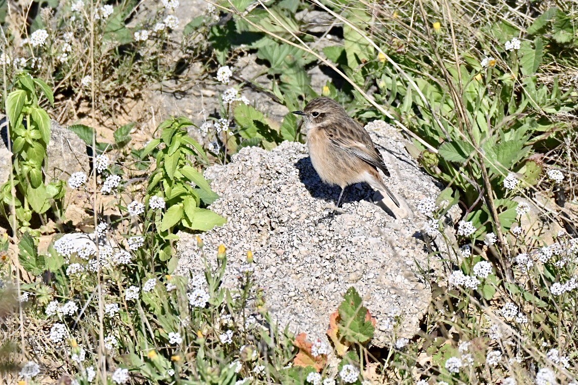 European Stonechat - ML645658453