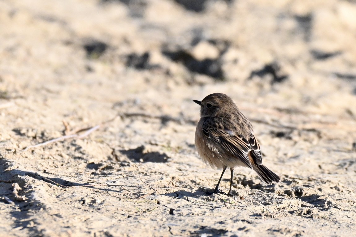 European Stonechat - ML645658455
