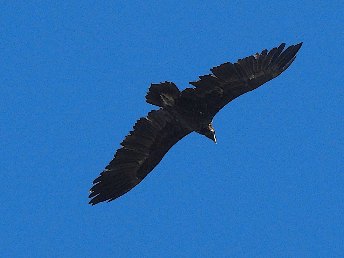 Sai beltza - ML645658456