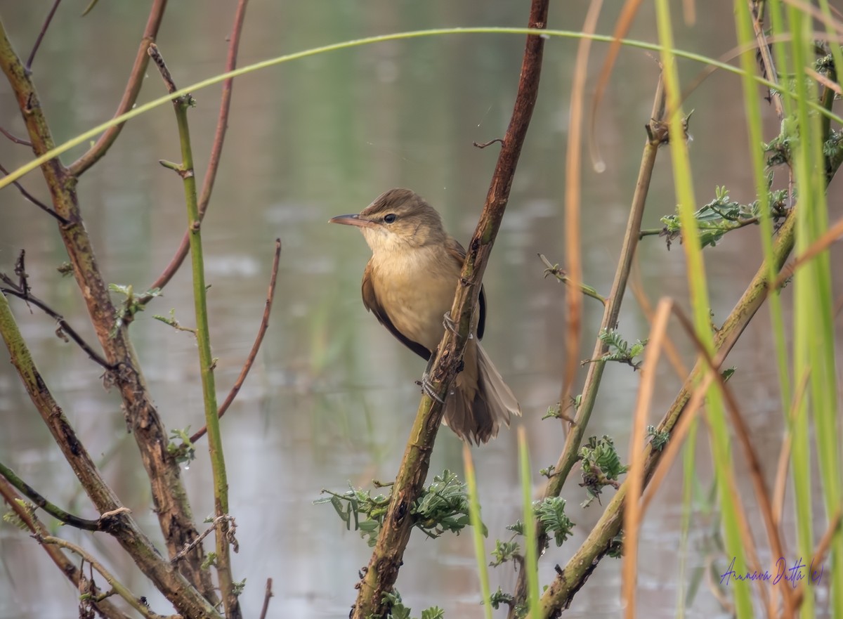 Lezkari zalapartaria - ML645658457