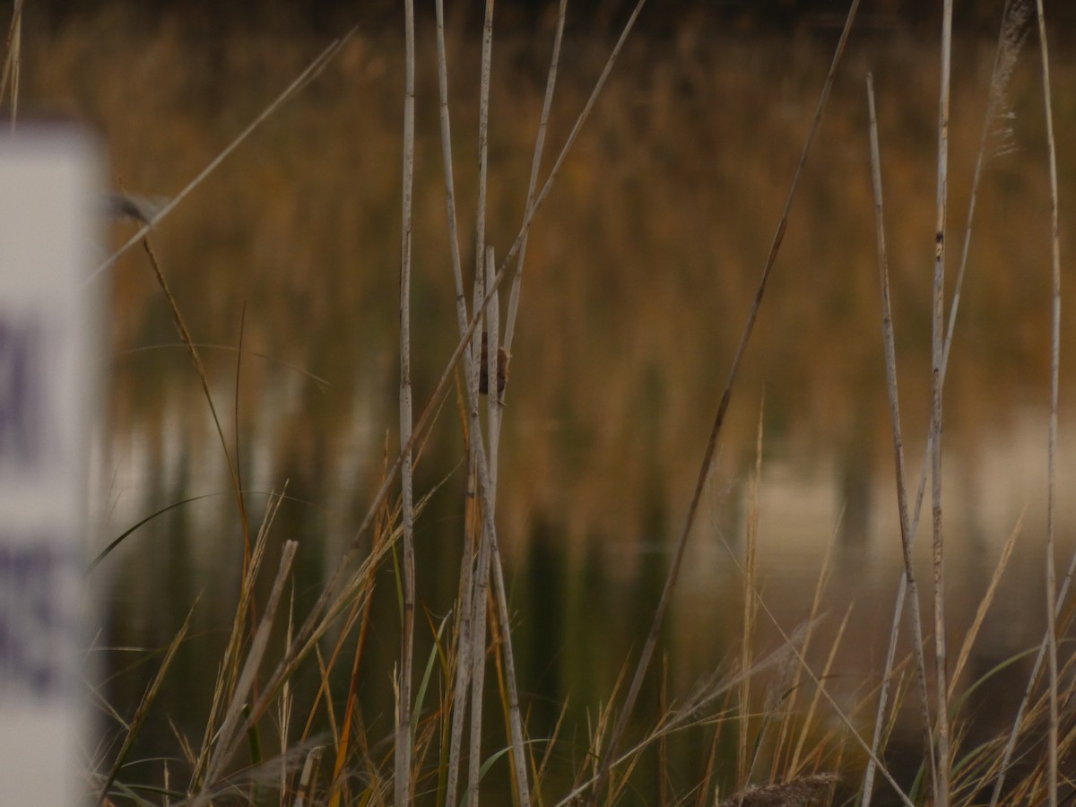 Marsh Wren - ML645658458