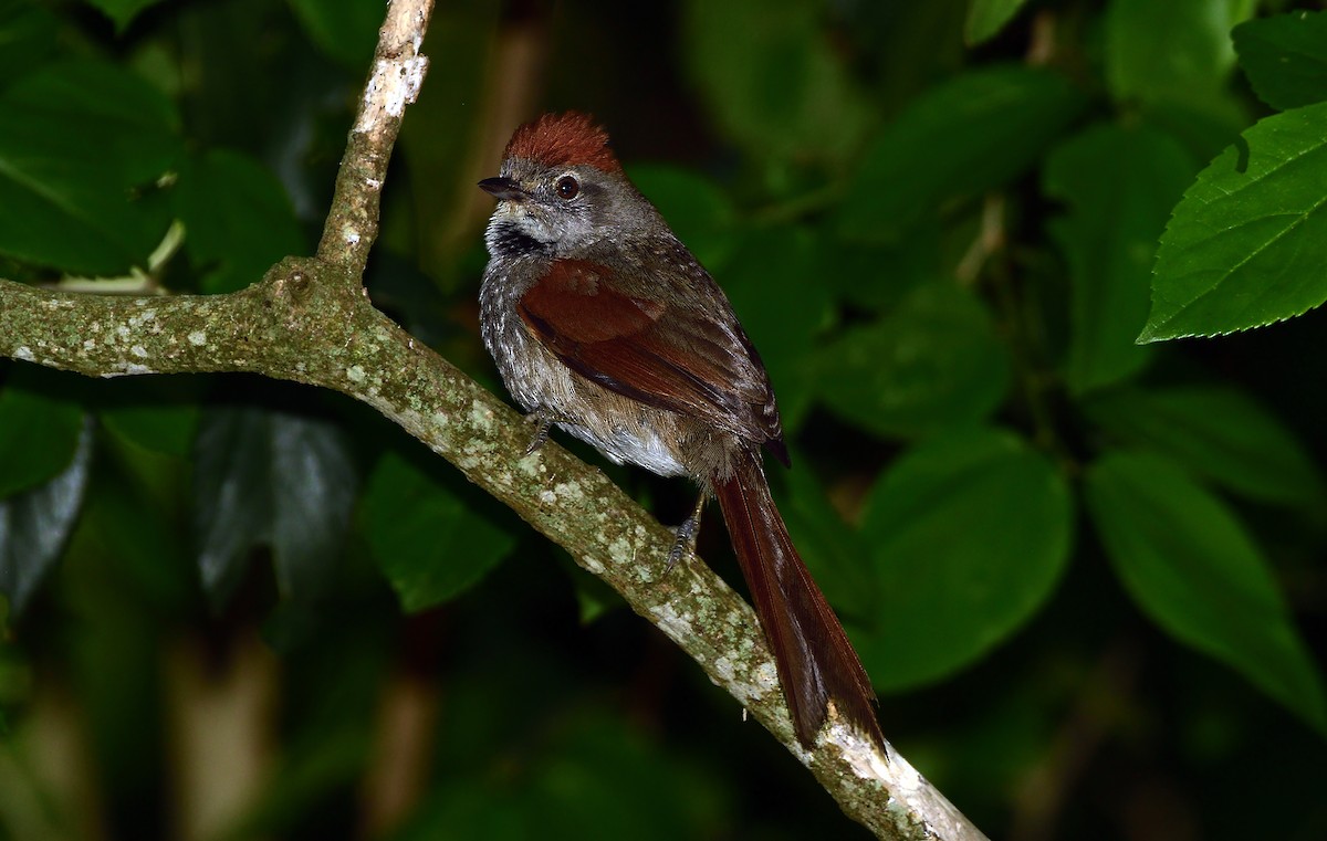 Synallaxe à front sombre - ML645658459